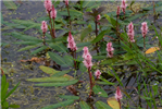 Water Smartweed <i>Polygonum amphibium</i>